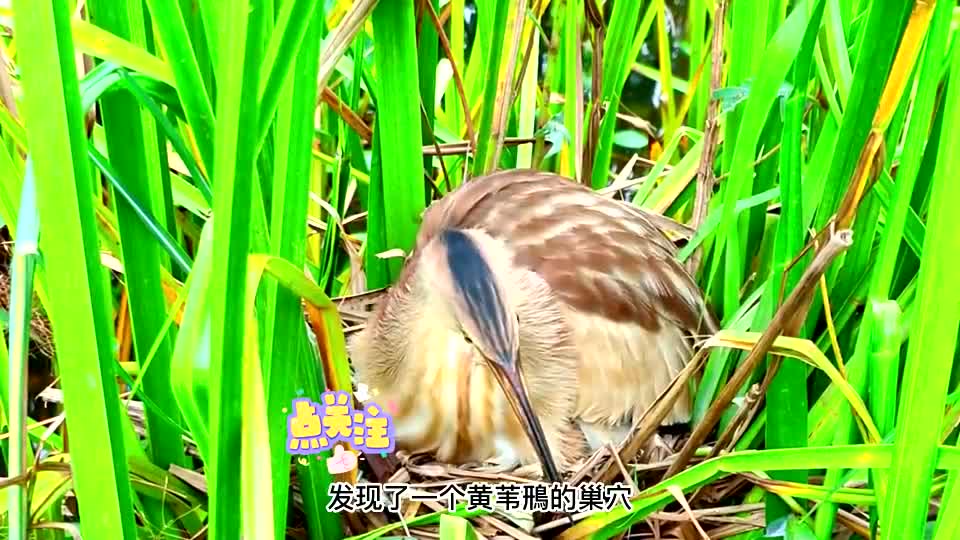 一个黄苇鳽巢穴,两只刚出生的幼鸟还未睁开眼睛!