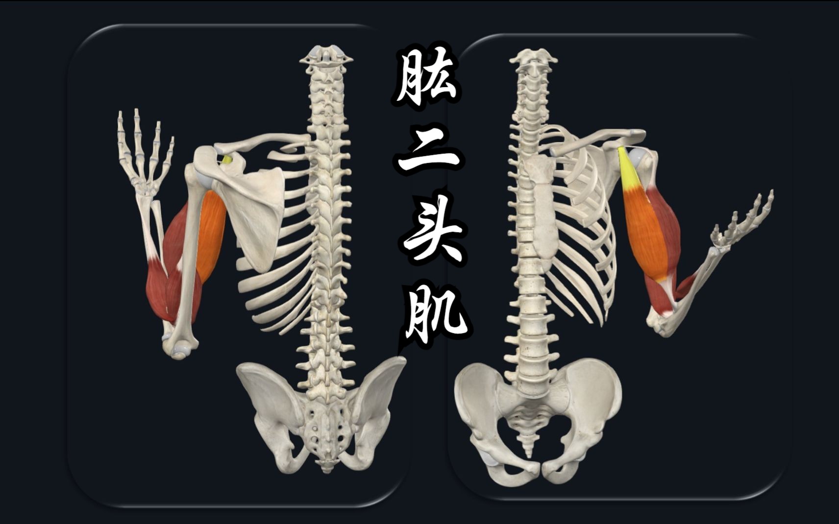 上肢肌肉:肱二头肌及其功能哔哩哔哩bilibili