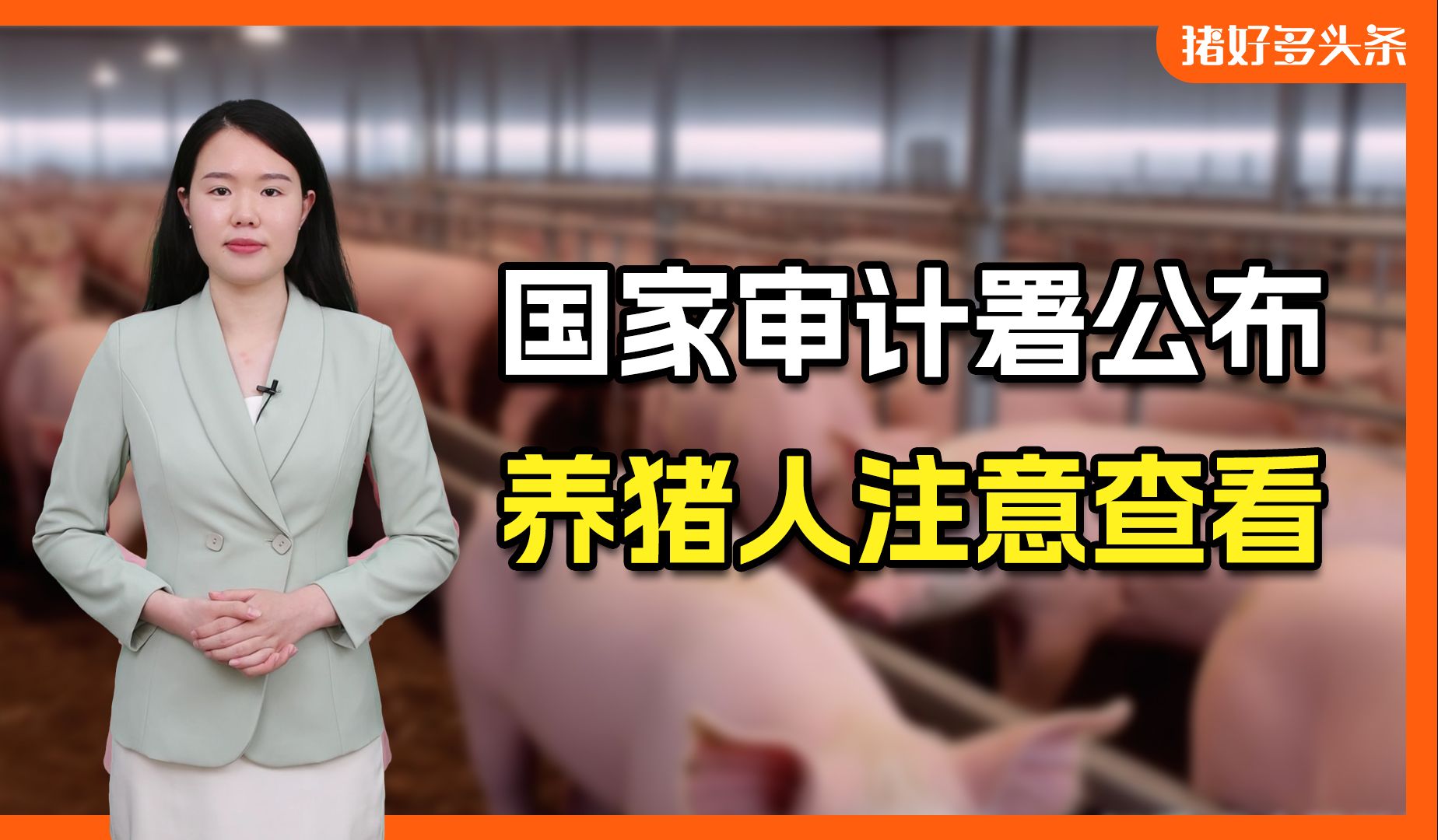 国家审计署走访50个地区1910户养殖户,指出养猪业两大问题哔哩哔哩bilibili