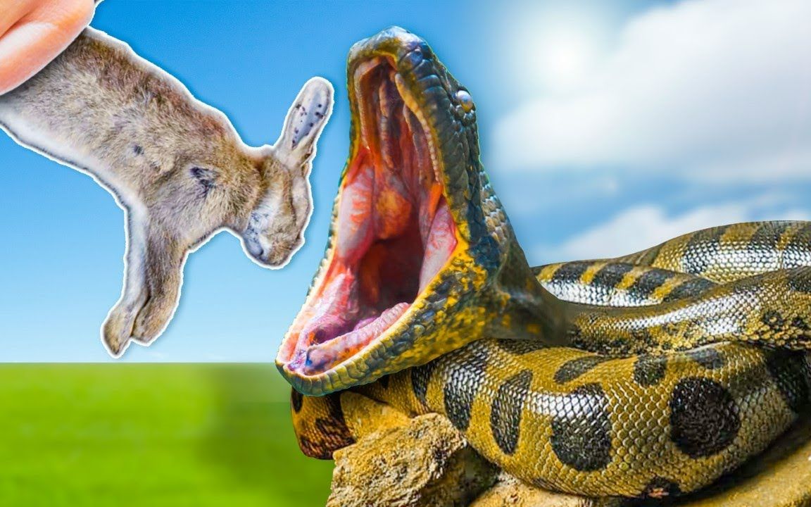 实拍小兔子惨遭大蟒蛇生吞活吃——【动物世界】