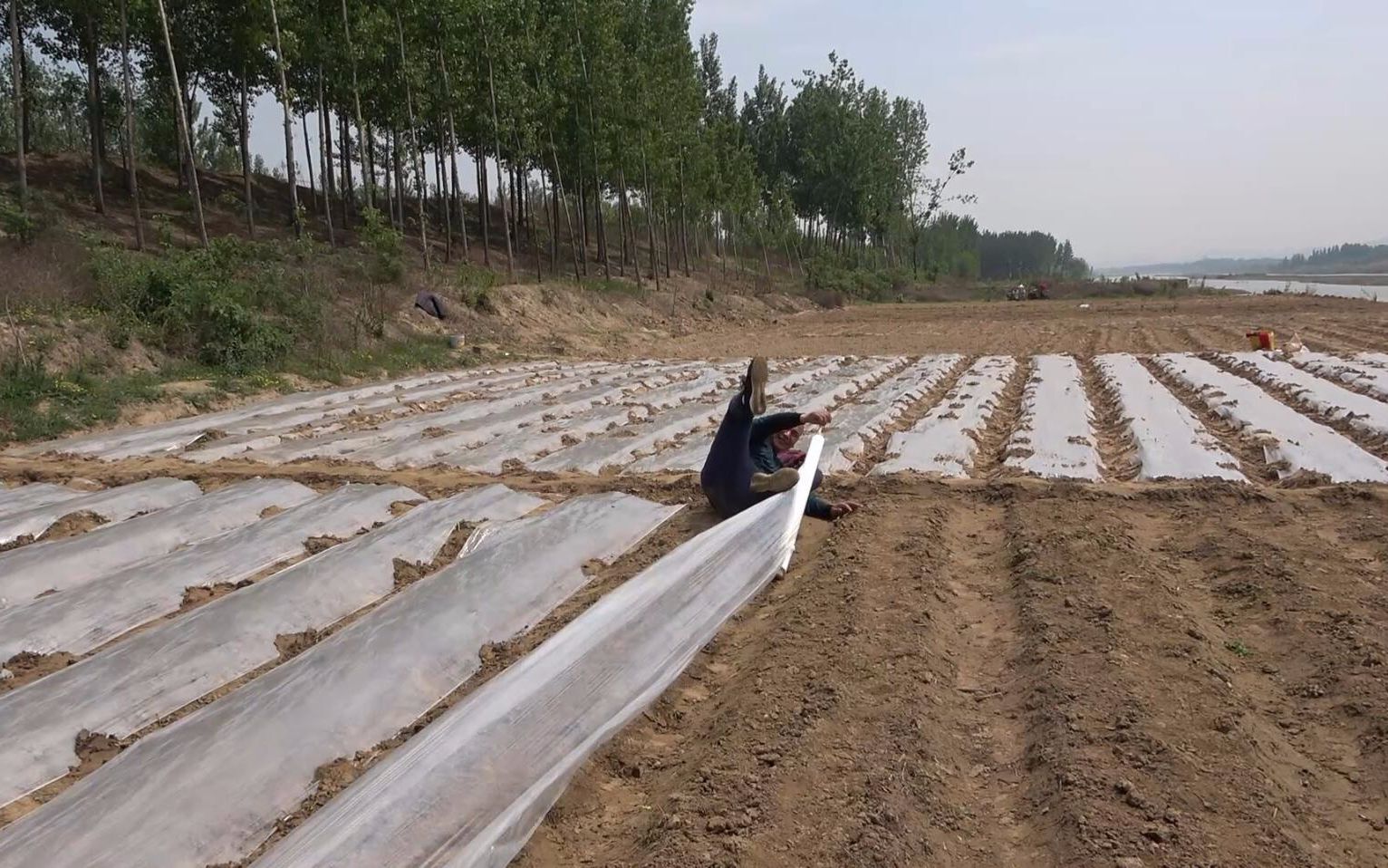 母亲节农村女婿帮丈母娘种花生很认真铺地膜一回头这下尴尬了