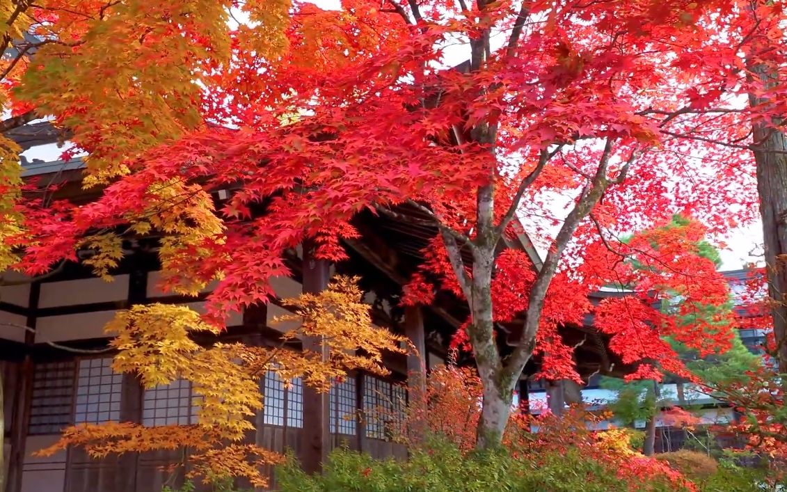 [图]【超清日本】漫步岐阜县高山市 飛騨高山 满开的红叶 (1080P高清版) 2021.11