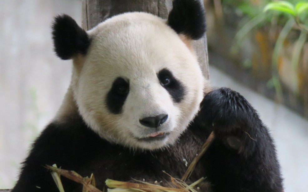 【大熊猫迈迈】迈迈的丝滑连招