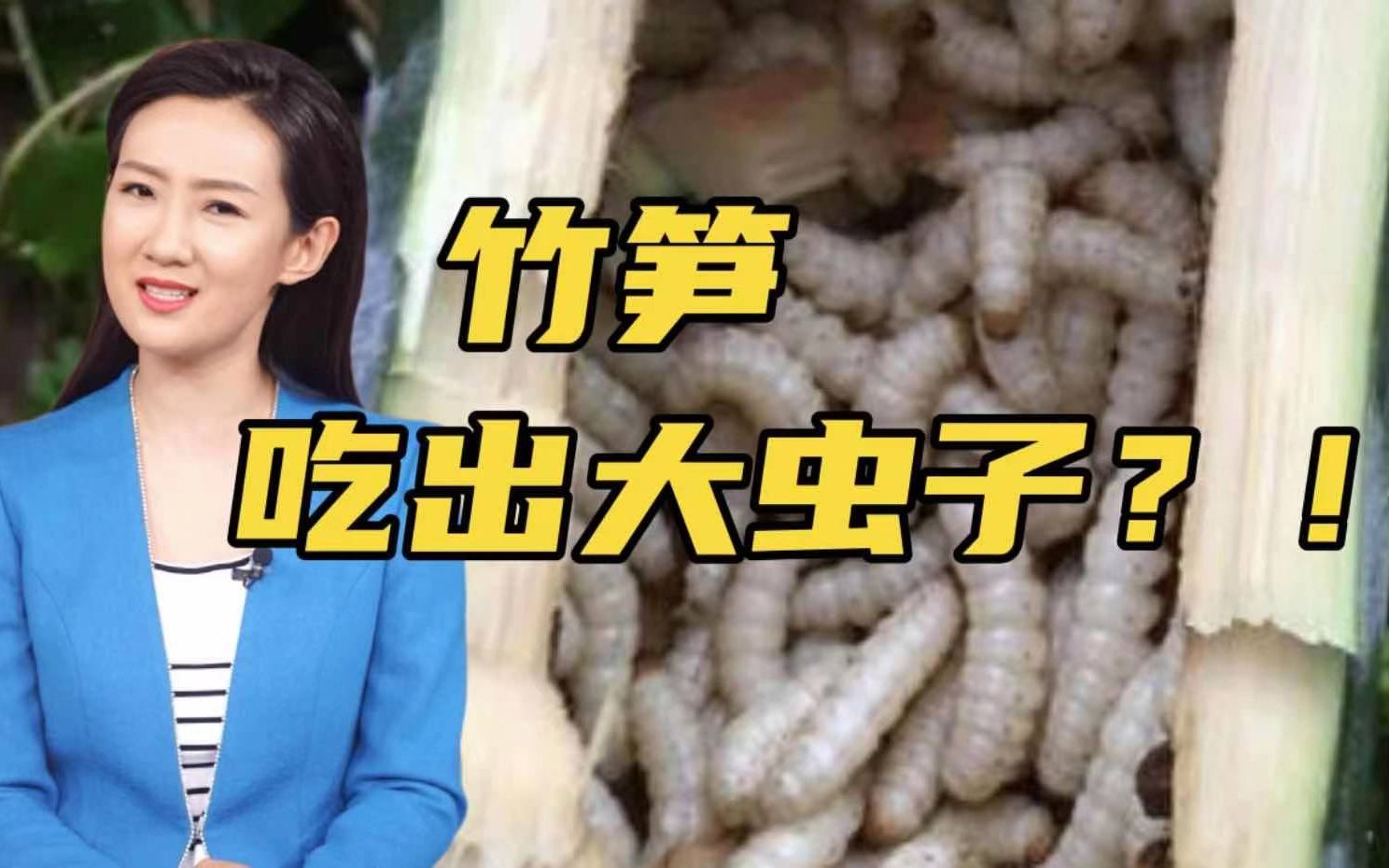 竹虫的功效与作用(竹虫草:功效与作用,健康养生的好帮手)