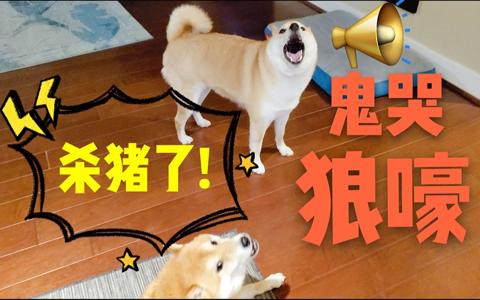 你聽過柴犬鬼哭狼嚎殺豬聲嗎?