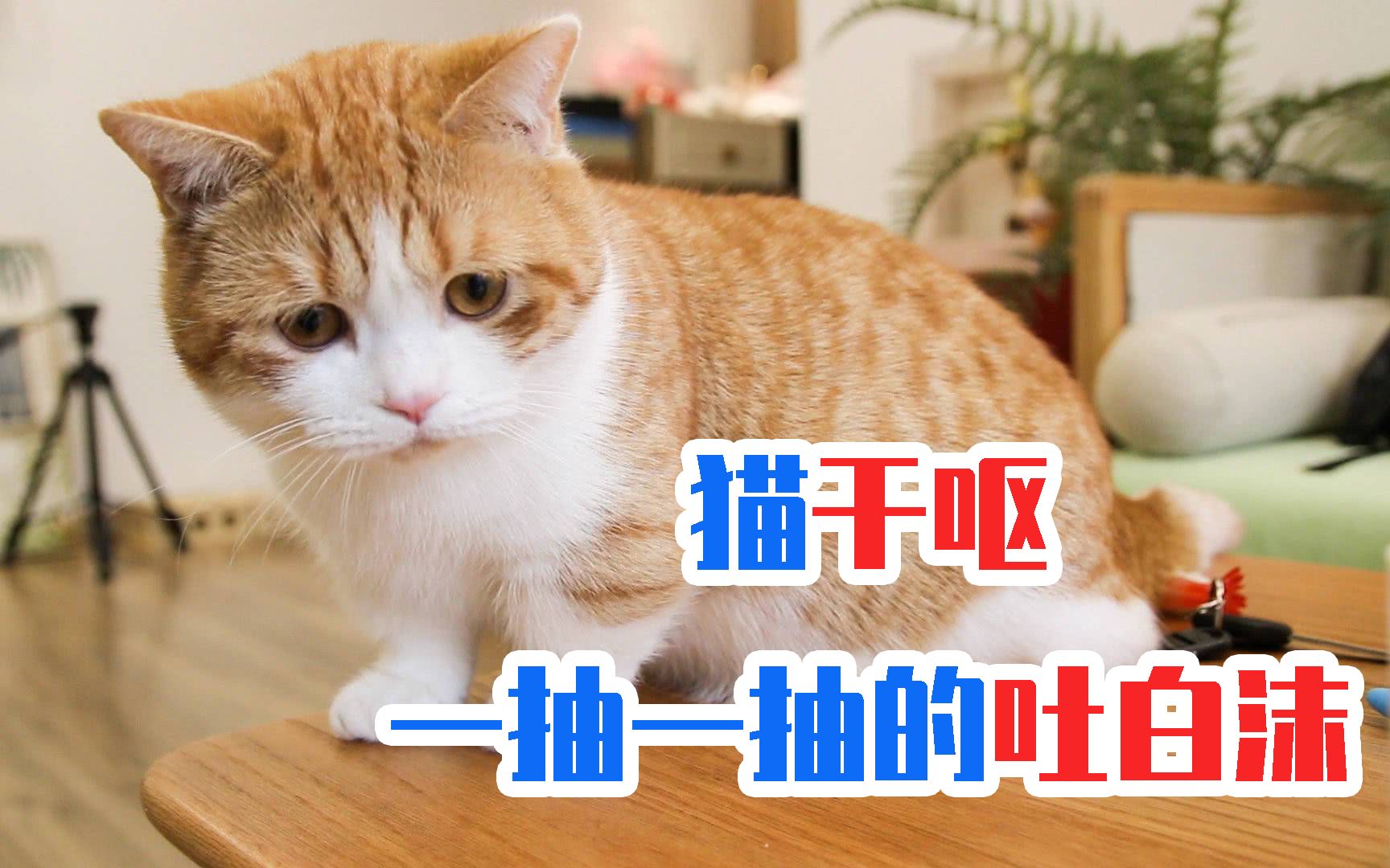 猫咪干呕一抽一抽的吐白沫哔哩哔哩bilibili