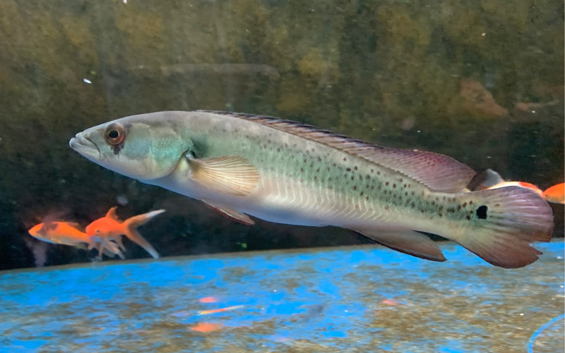 【dream fish】3年的孽缘,终于到了个人孔雀龙生涯的终章!