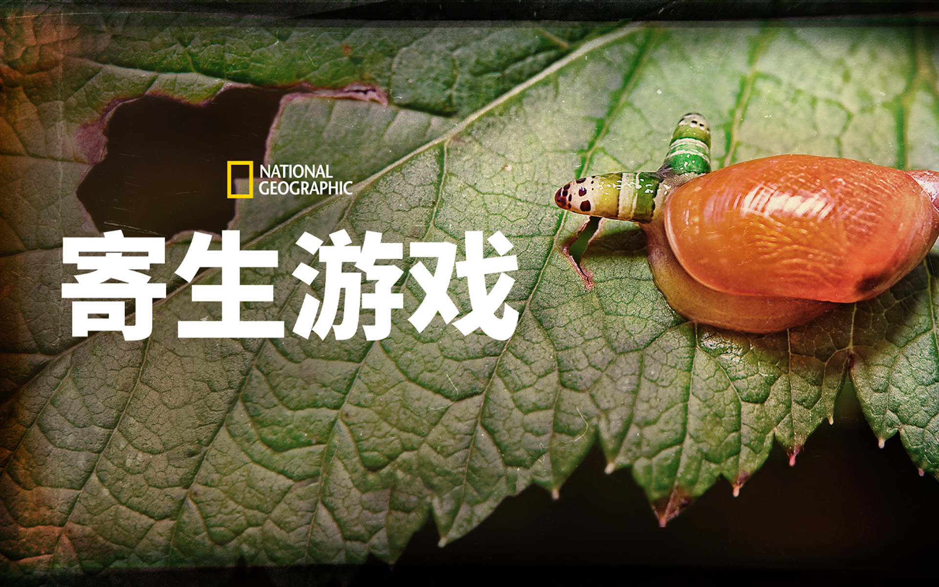 【纪录片】寄生游戏 第一季（中配版） 01 外来入侵者