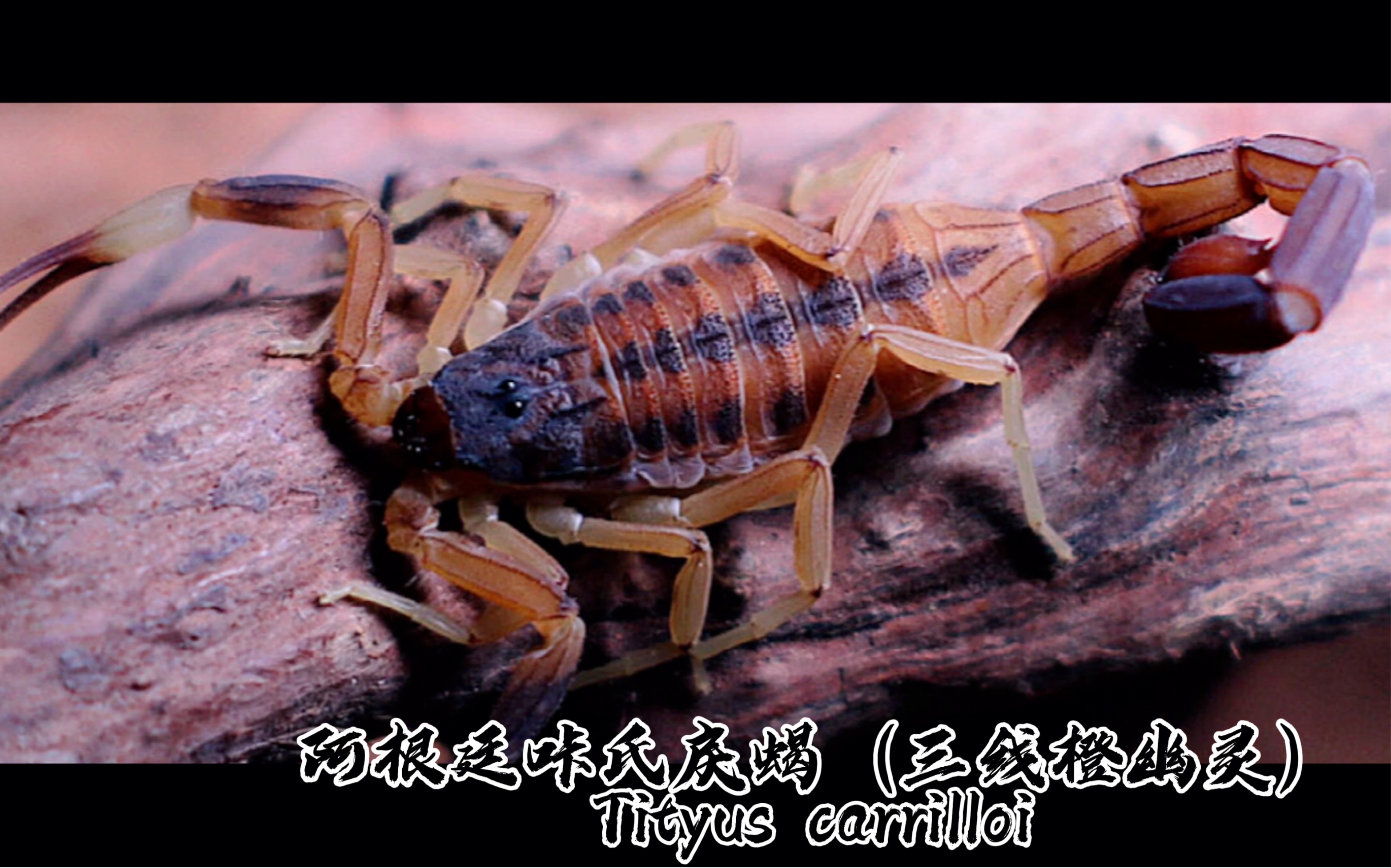 阿根廷咔氏戾蝎(三线橙幽灵蝎)tityus carrilloi