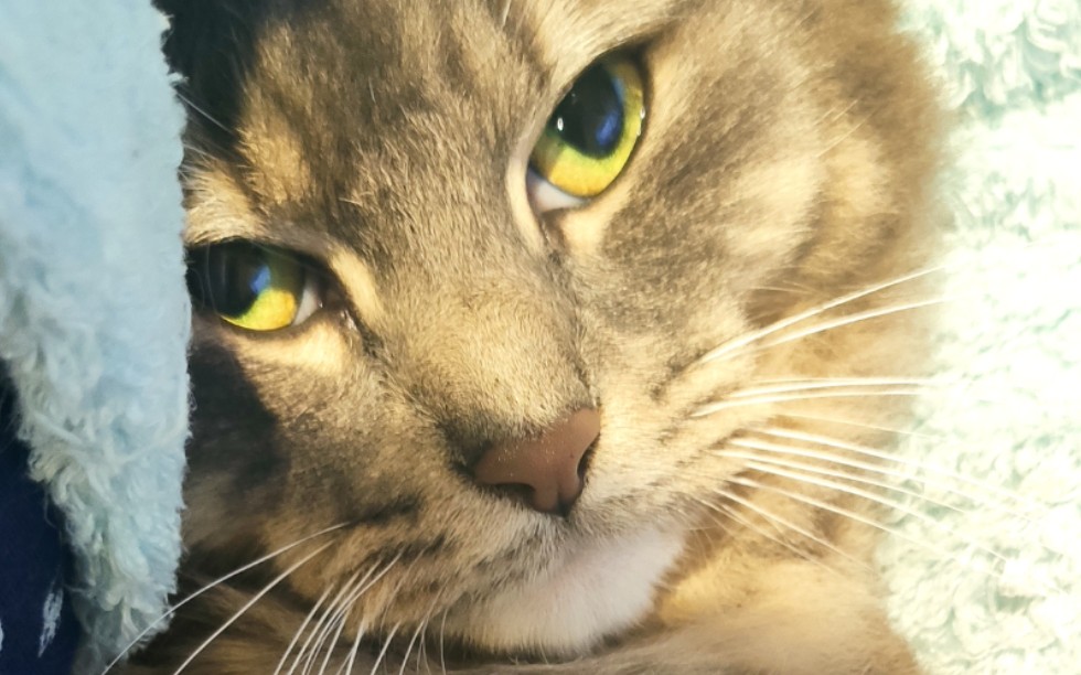 【澳短】第 一 人 称 视 角