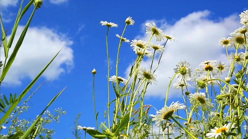 [图]逆境中绽放的花朵才是最珍贵、最美丽的。