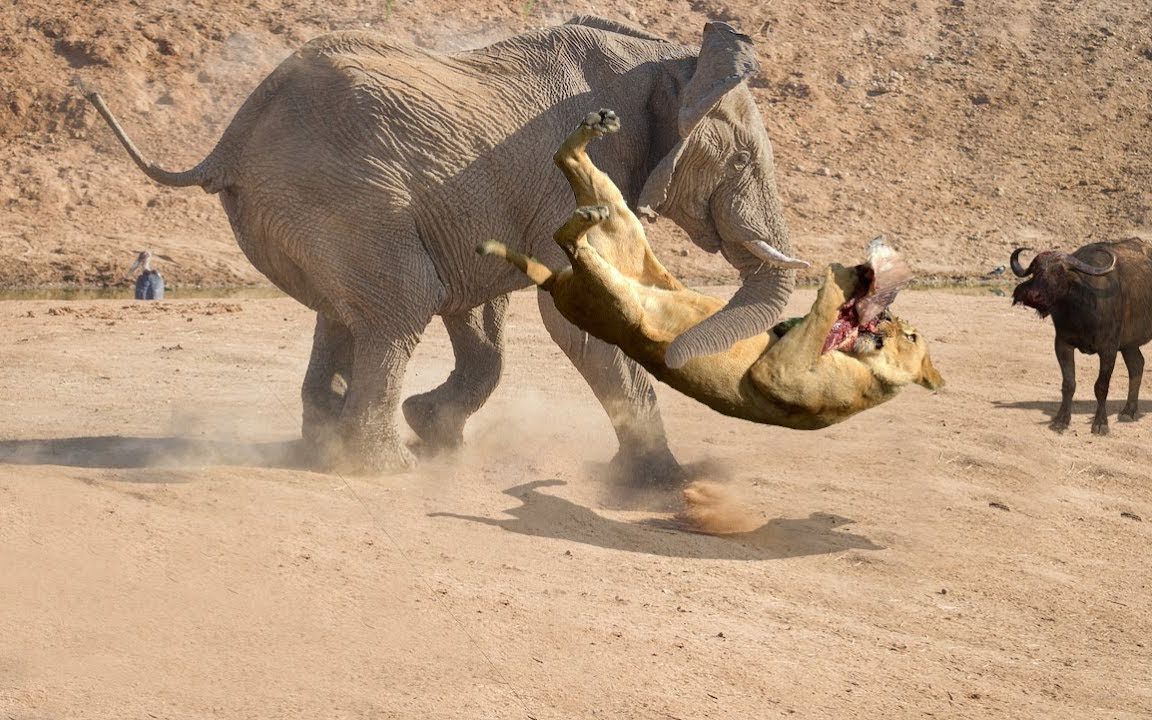 狮子虎视眈眈,本以为落单小象好欺负,怎料遇上不服输小象!