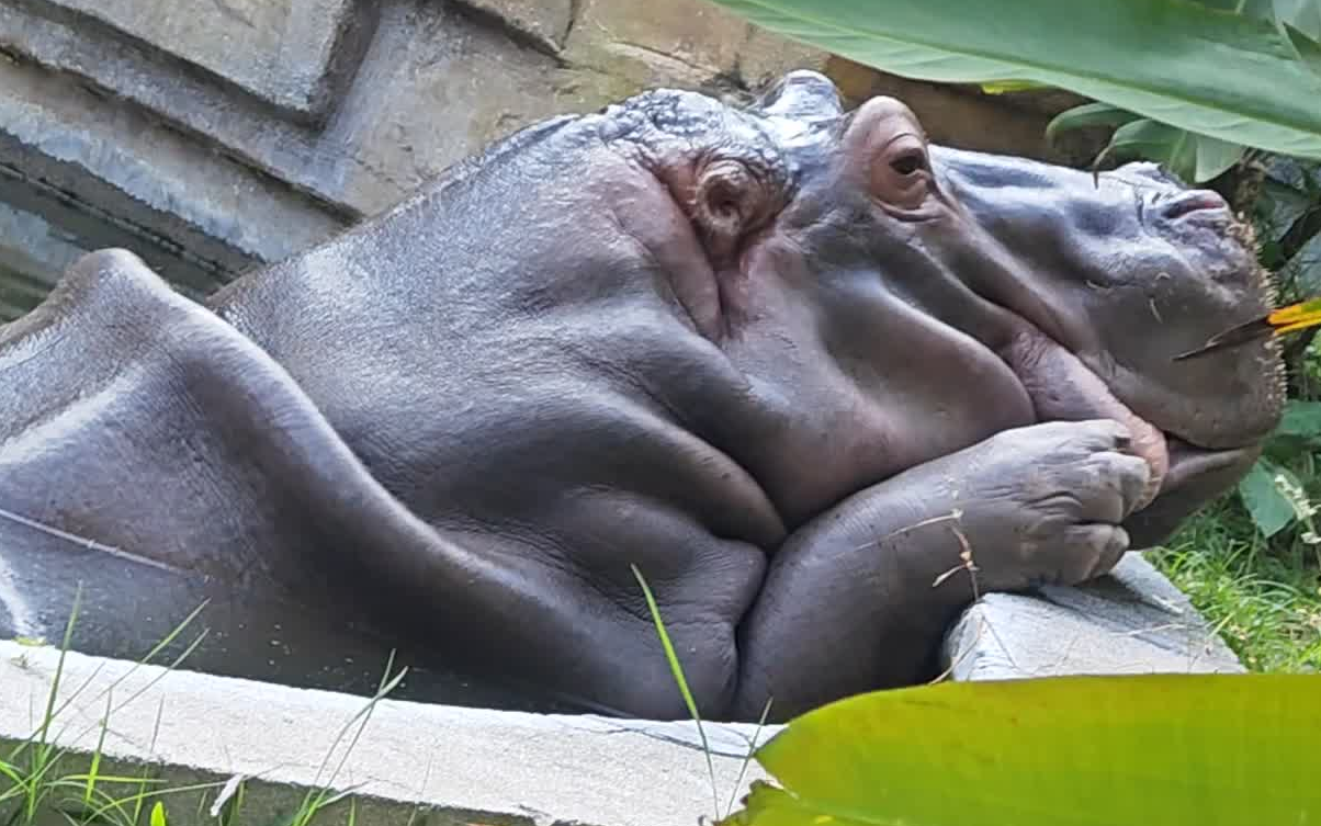 【广州动物园】河马