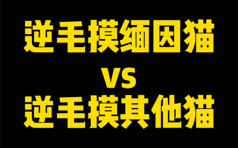 逆毛摸缅因猫,脾气也太好了吧!哔哩哔哩bilibili