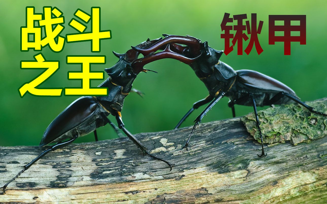 锹甲大战螳螂图片