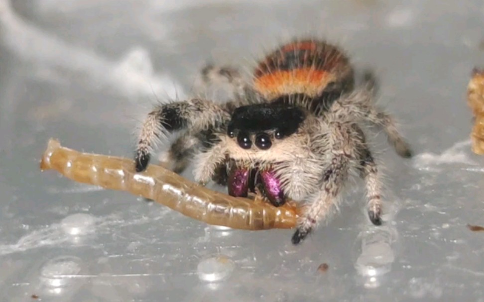 橙佛跳蛛喂食