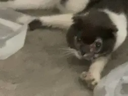 Скачать видео: 猫叠快死了