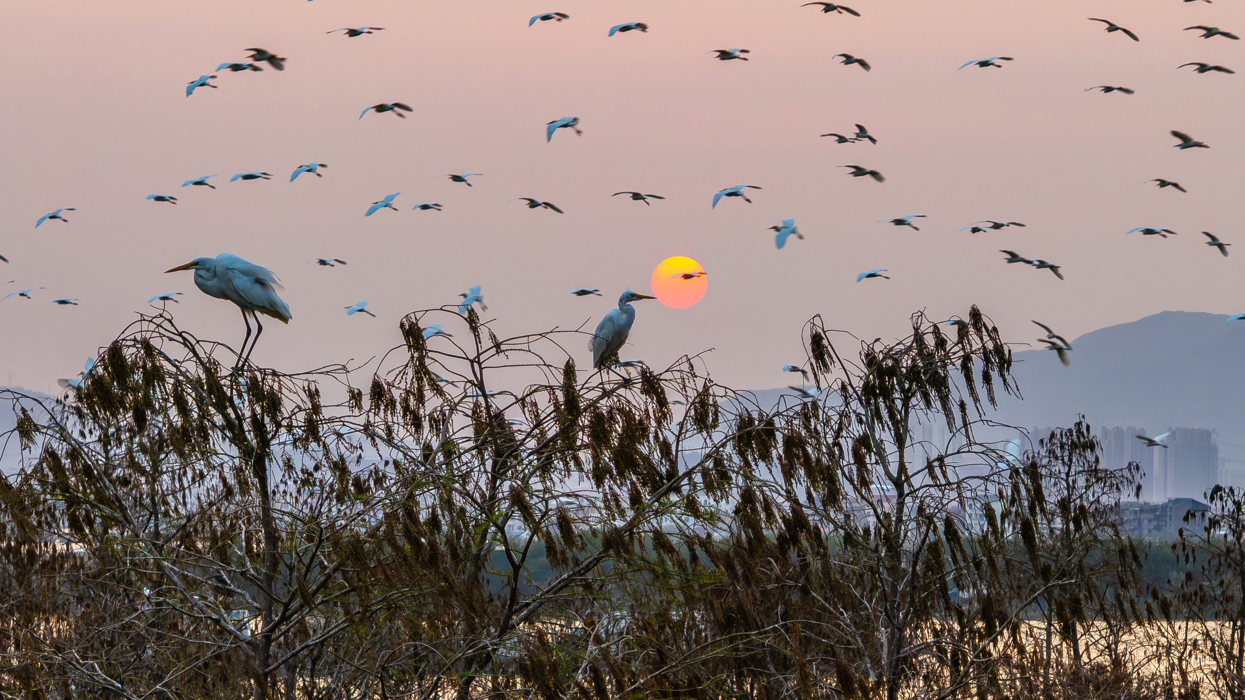 落日百鸟归巢杜比色彩