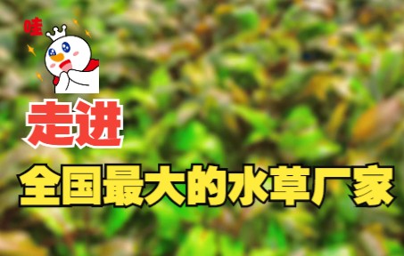 亚格特水草批发:这是全国最大的水草厂家哔哩哔哩bilibili