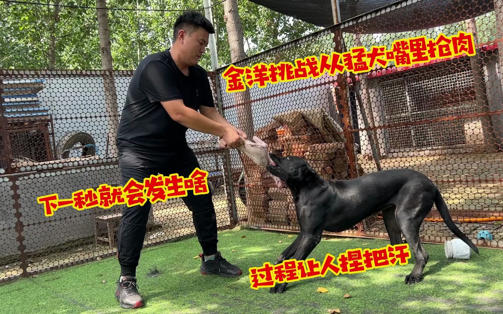 金洋挑战从猛犬嘴里抢肉,下一秒会发生啥?过程让人捏把汗哔哩哔哩bilibili