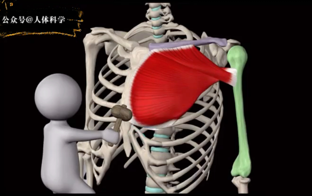 【运动解剖】胸大肌肌肉起止点和肌肉功能哔哩哔哩bilibili