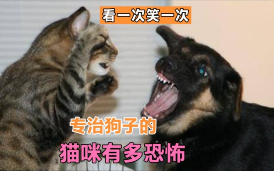 猫打狗表情包图片