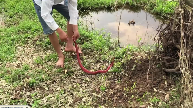 红色响尾蛇/-哔哩哔哩_bilibili