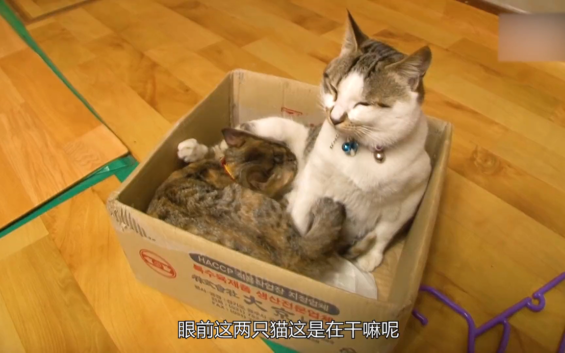 四个月的小猫不断奶.还每天吸猫爸的咪咪.猫爸最后给小猫找了个妈哔哩哔哩bilibili