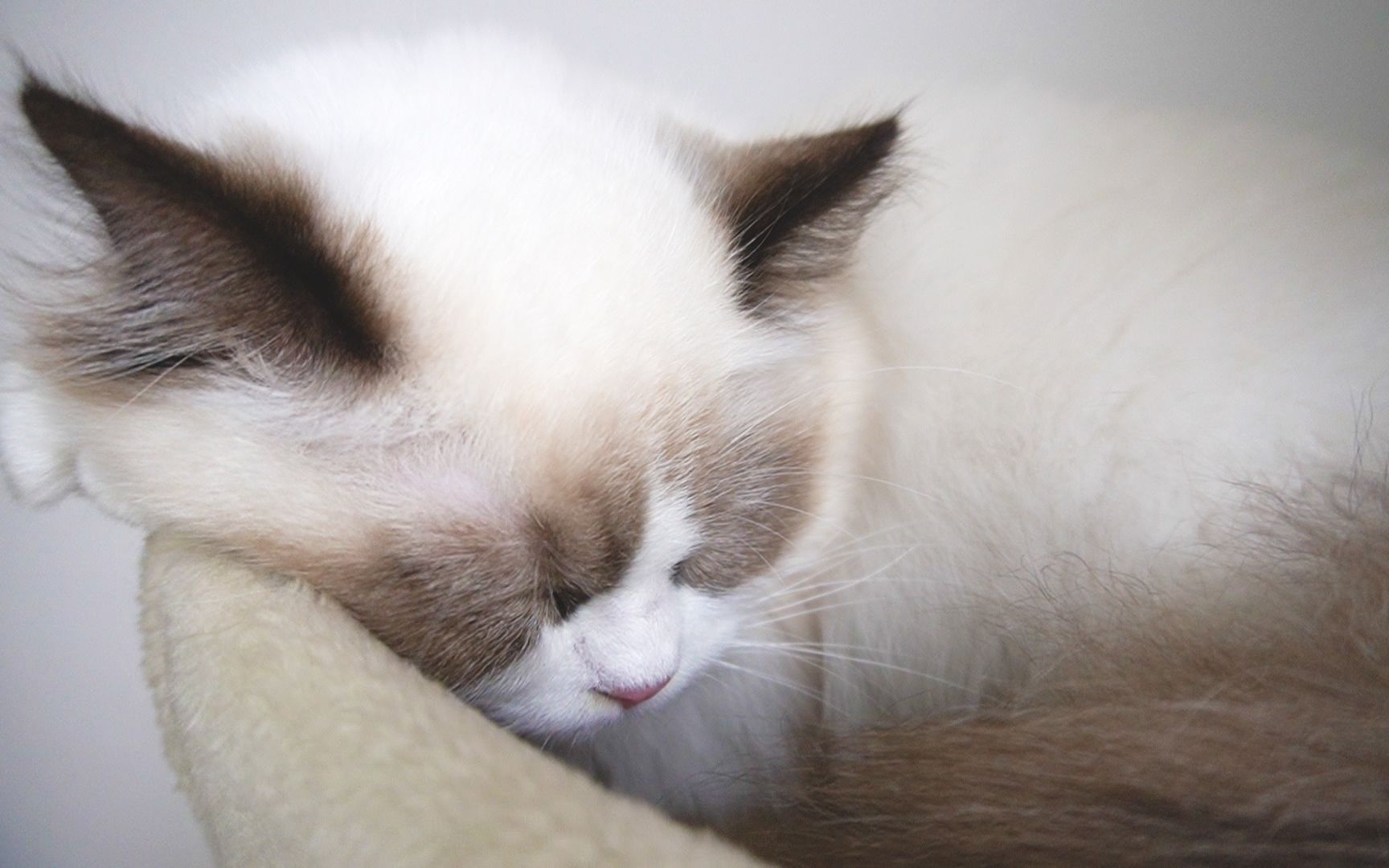 活动作品送布偶猫彭彭可爱的睡姿ps白天睡觉晚上闹