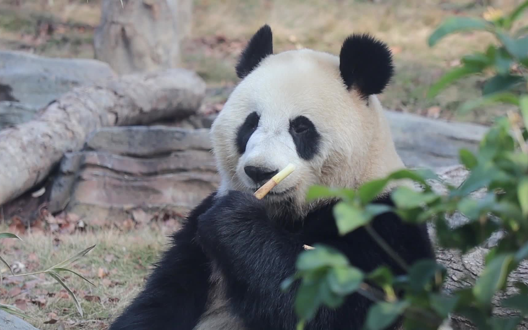 武汉动物园憨态可掬的大熊猫