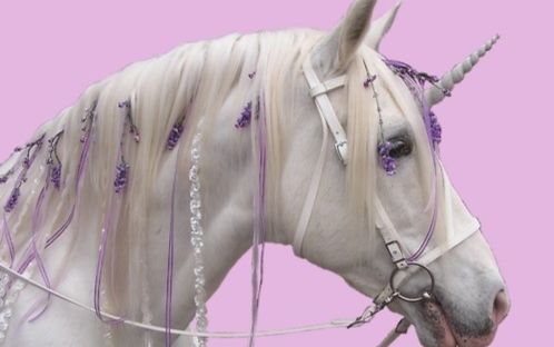 【外国那些事】好风骚!实拍菊花痒马怎么解决