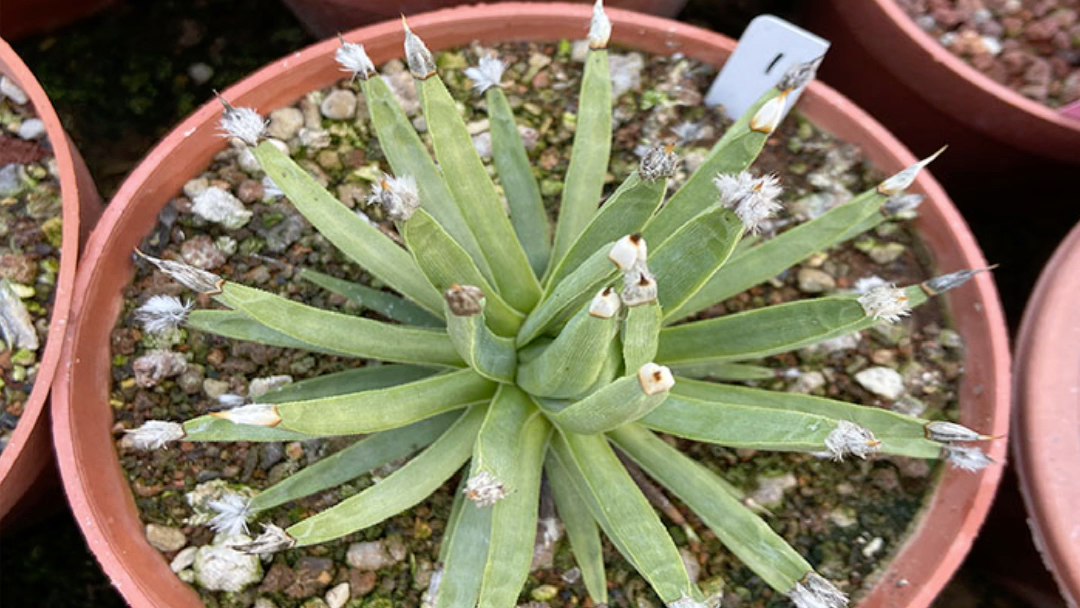 多肉植物龍舌蘭棉花龍agavealbopilosa蒲公英白頭翁德國進口稀有