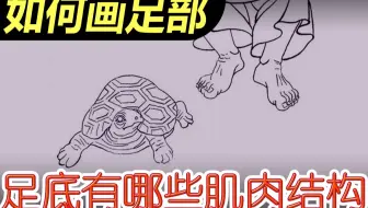 脚底部有哪些肌肉？_如何画足部11