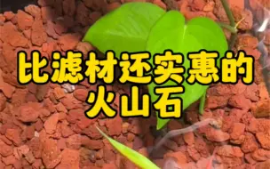 Download Video: 只要鱼缸里铺设火山石，它就能承担起过滤器材的作用，价格却比滤材实惠的多 #鱼缸过滤 #火山石 #轻松快乐养鱼 #养鱼养心