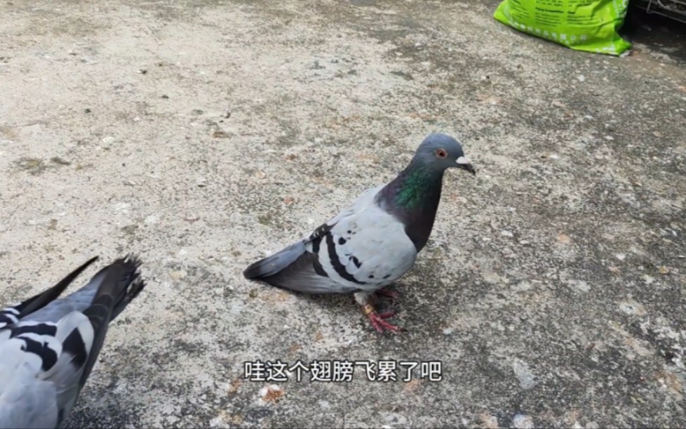 [图]来了只天落脚环写着“中国军鸽”，不知道是哪里飞来的只顾着喝水