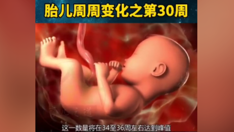 第32集 从现在开始你的宝宝每周会增重0克左右 孕30周 孕30 怀孕30周 精彩内容抢先看 哔哩哔哩