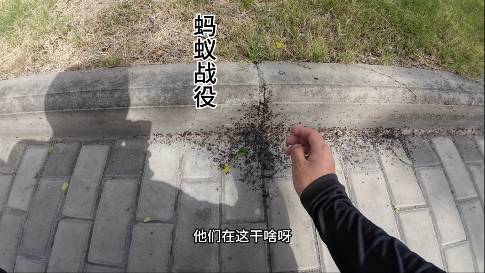 蚂蚁战争百科=蚂蚁战争纪录片在线播放