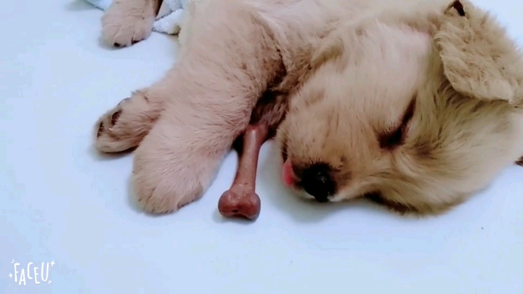 狗子睡觉咬粉色的小舌头可爱急了