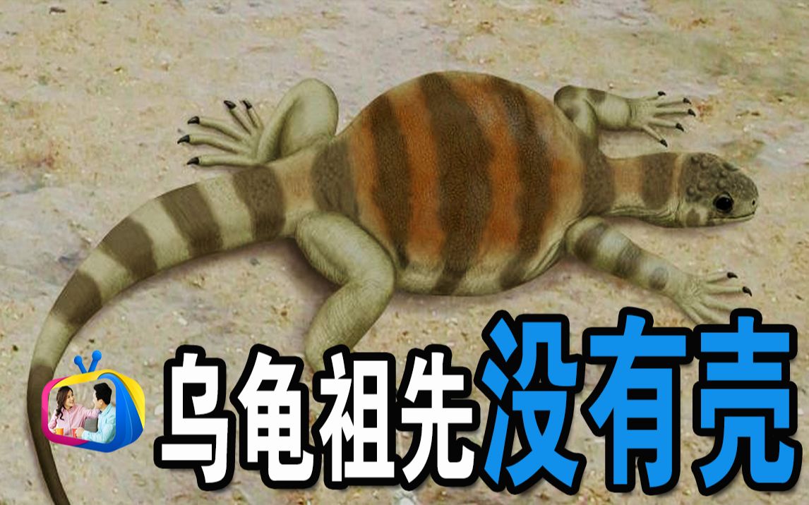 乌龟壳是怎么进化来的龟壳的进化由来达林and丽娜tv
