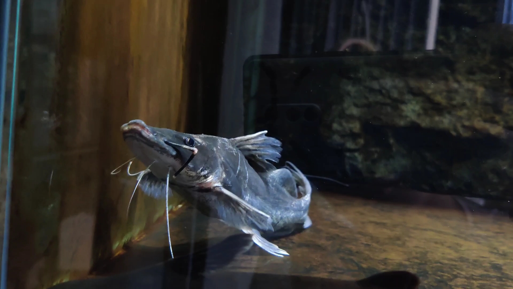 [新鱼开箱]战损叙利亚风-蔚蓝提鸭嘴变身