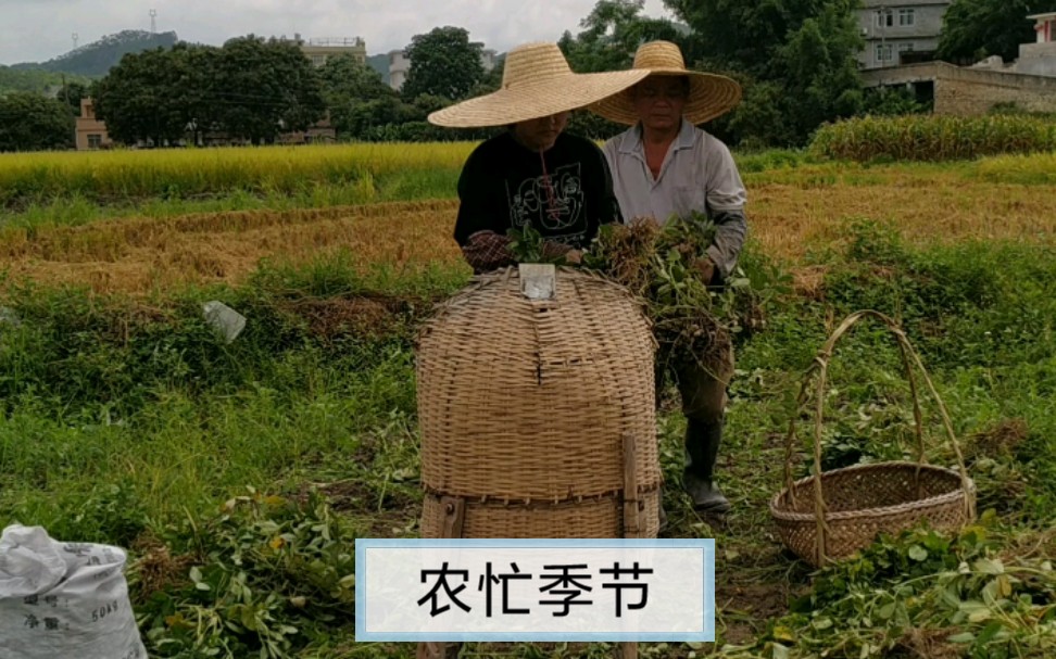 [图]春种秋收，夏耕冬藏，日出而作，日落而息，朴实忙碌的农忙季节