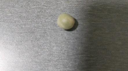 活动作品一粒豆子