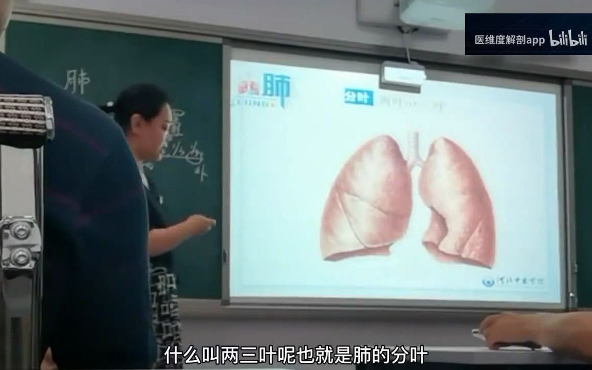 超实用!!人体解剖学基础知识课程哔哩哔哩bilibili