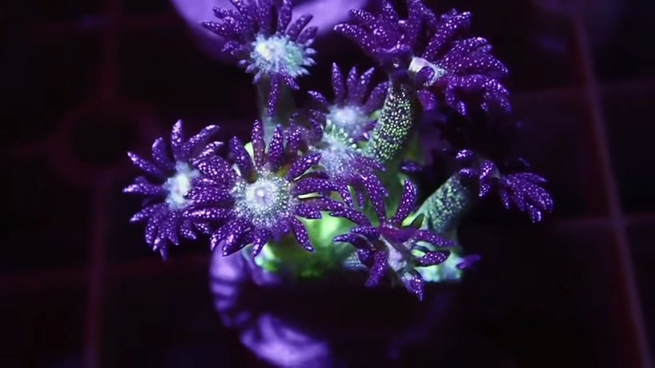 星空单苞珊瑚