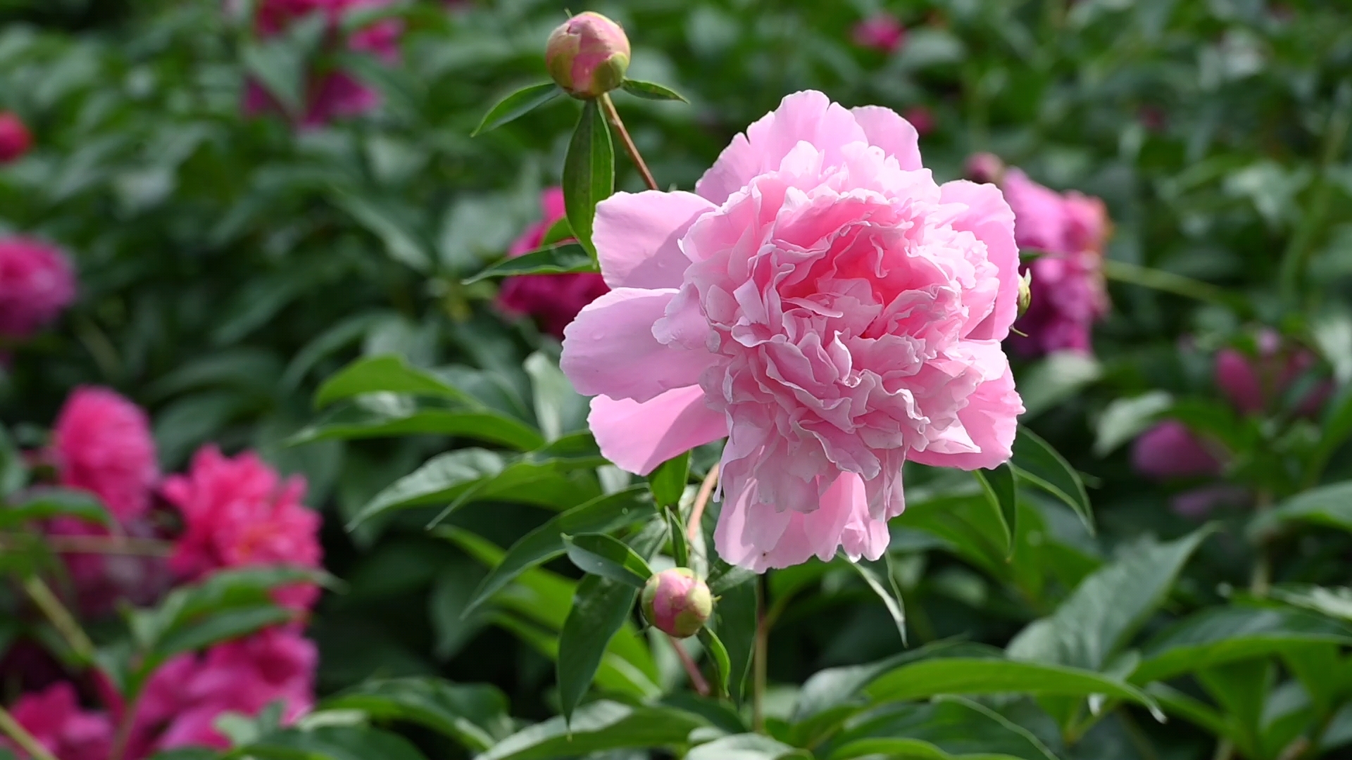 繪畫素材庫牡丹《芍藥》