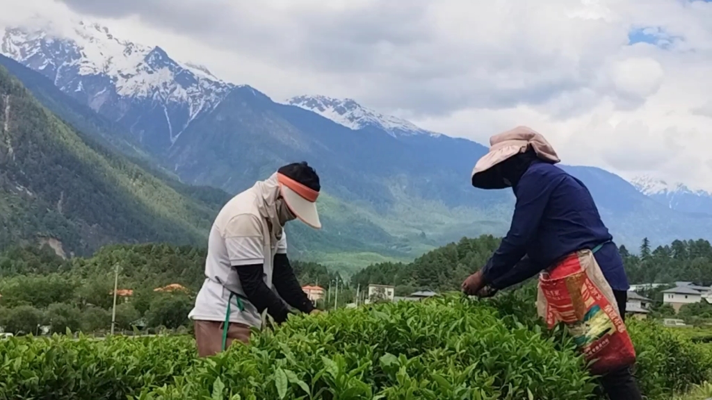 入藏记:劳动最光荣世界最高的易贡茶场采茶人哔哩哔哩bilibili