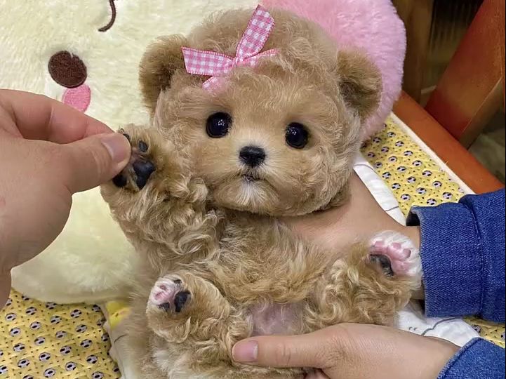泰迪熊#小熊脸版##可爱小泰迪
