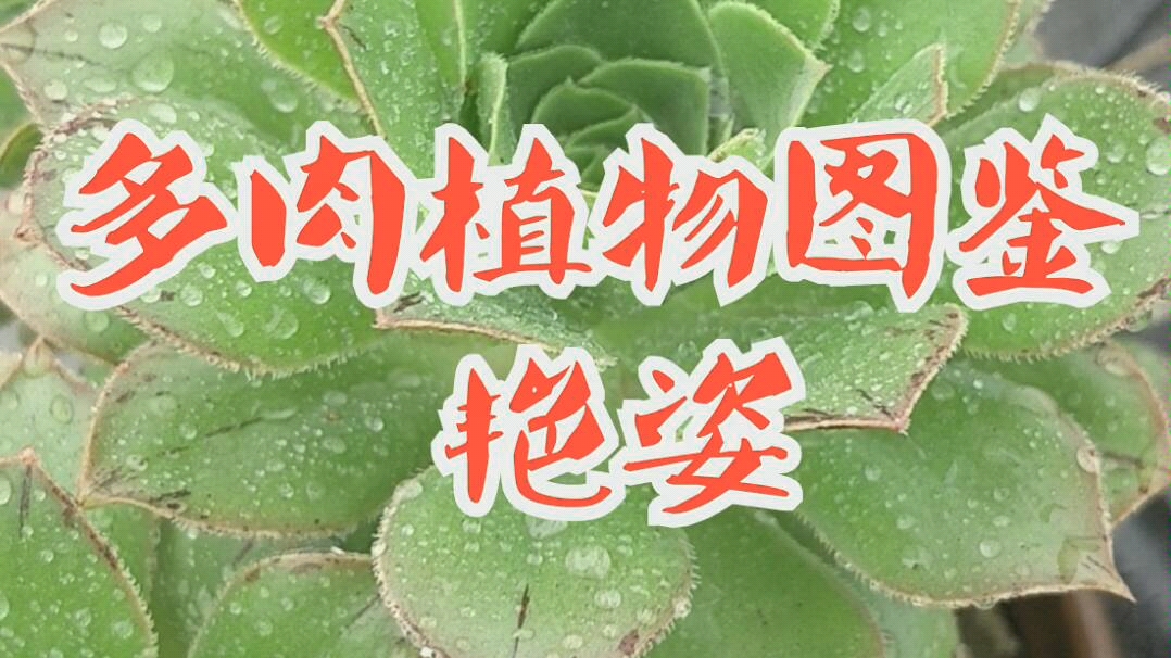 多肉植物图鉴艳姿法师哔哩哔哩bilibili