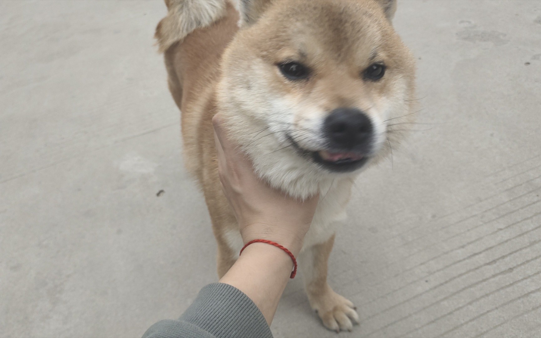 小土狗怎么那么像柴犬?