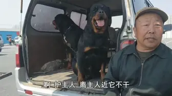 Download Video: 狗市遇到一位老大爷讲述罗威纳犬的忠臣与温顺，样人羡慕不已！